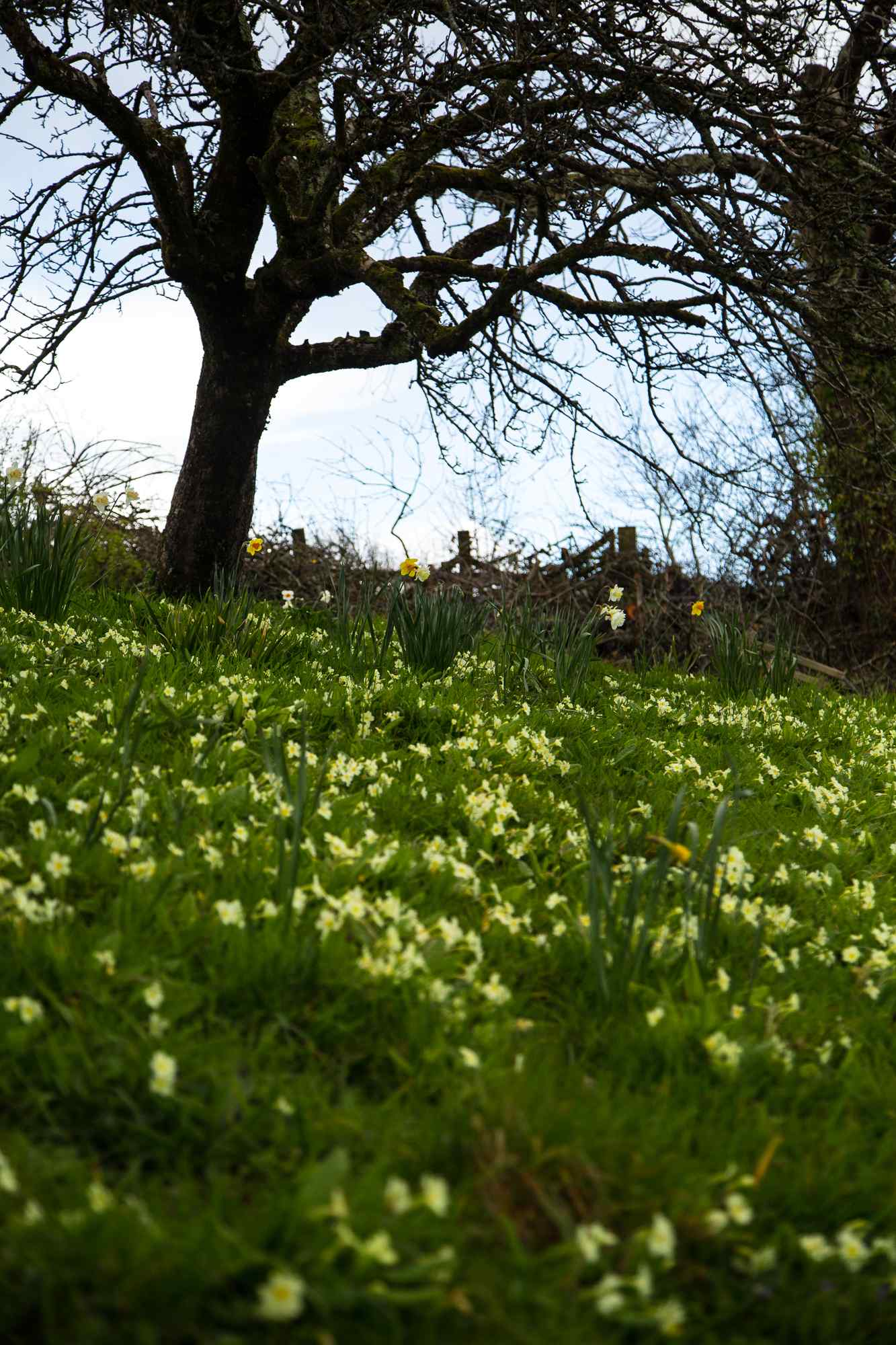 Primroses in the orchard