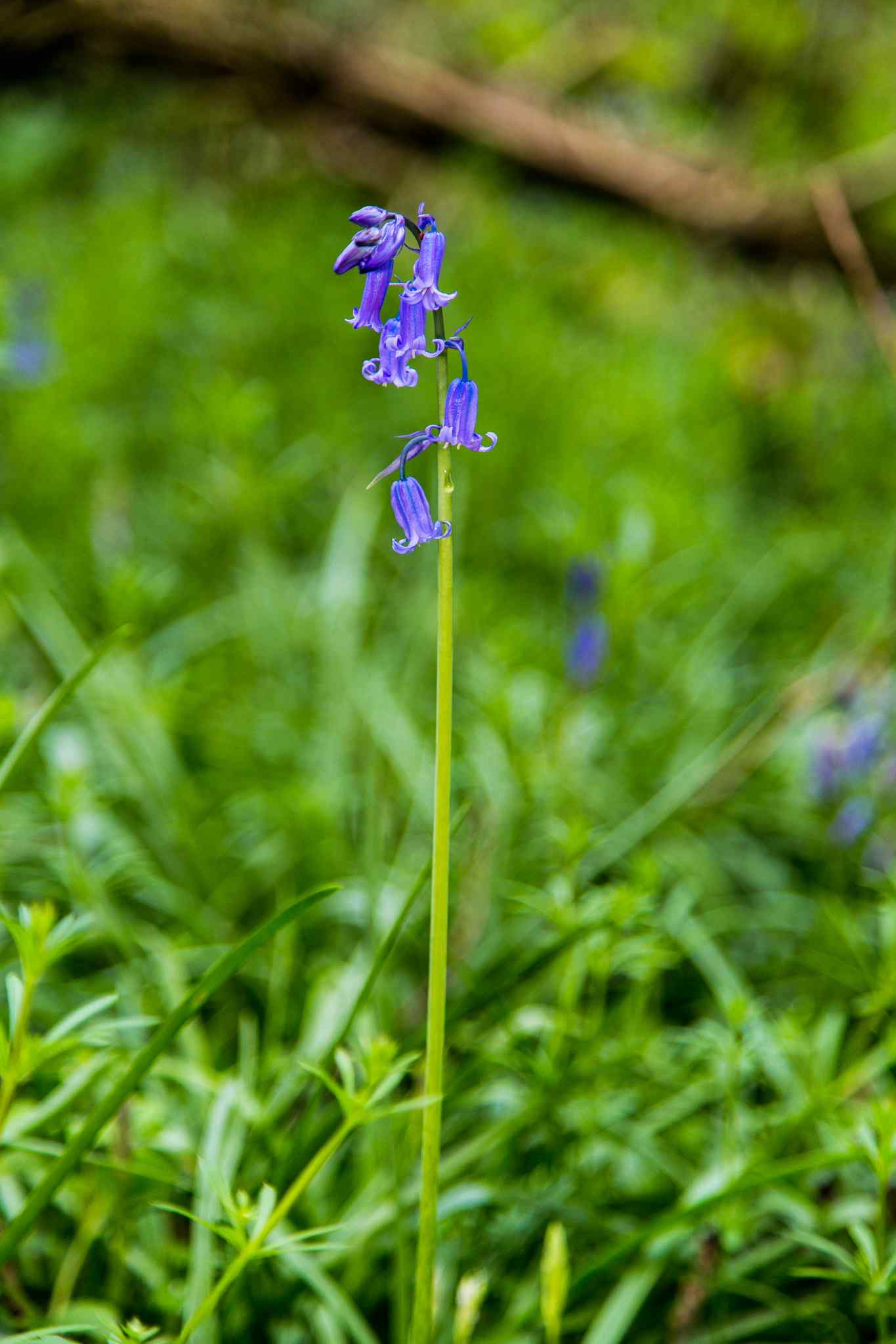 Bluebells in the woods during April / May