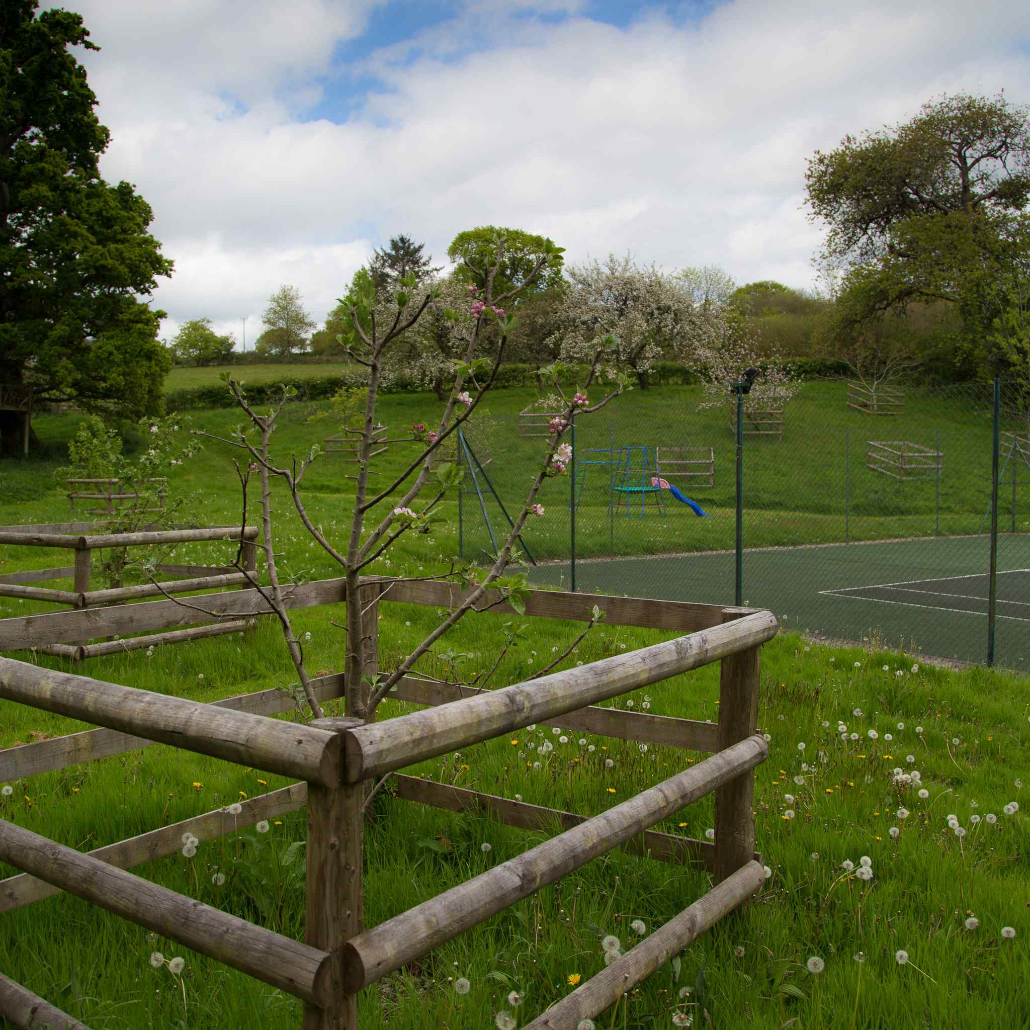 Orchard overlooking the Tennis Court