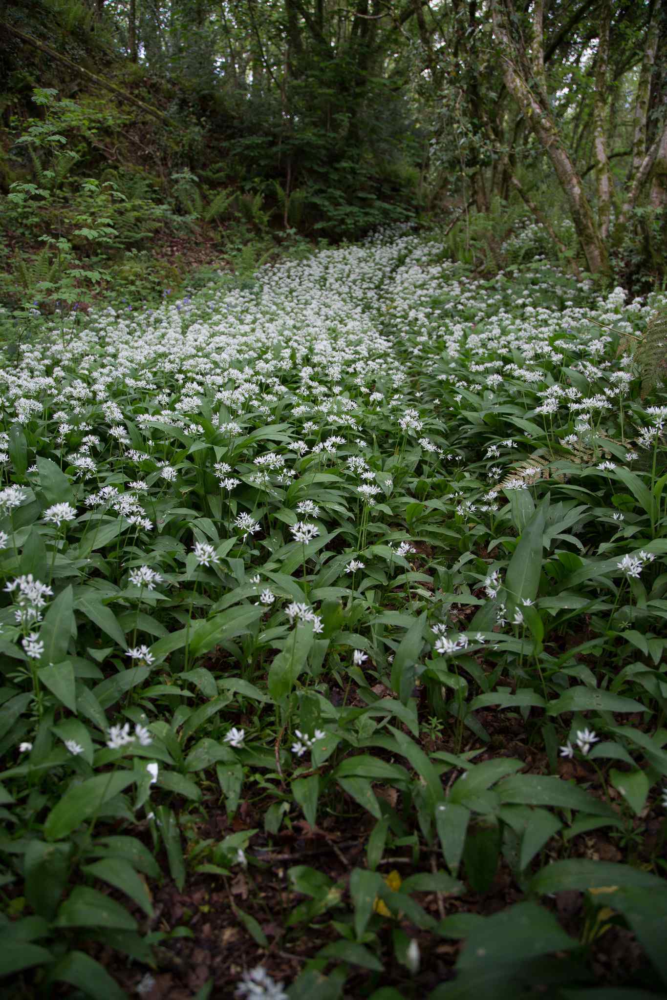 A carpet of Wild Garlic in the woods