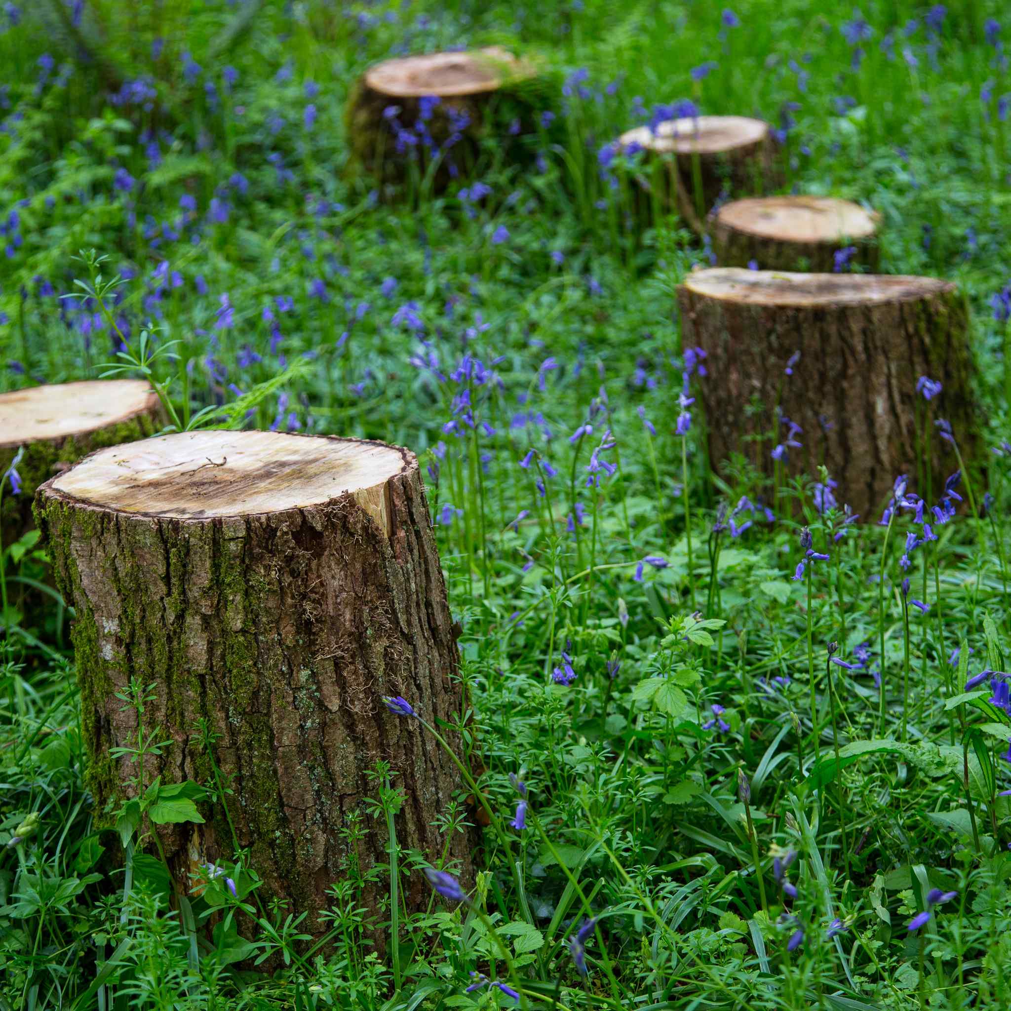 Stumps for woodland picnics