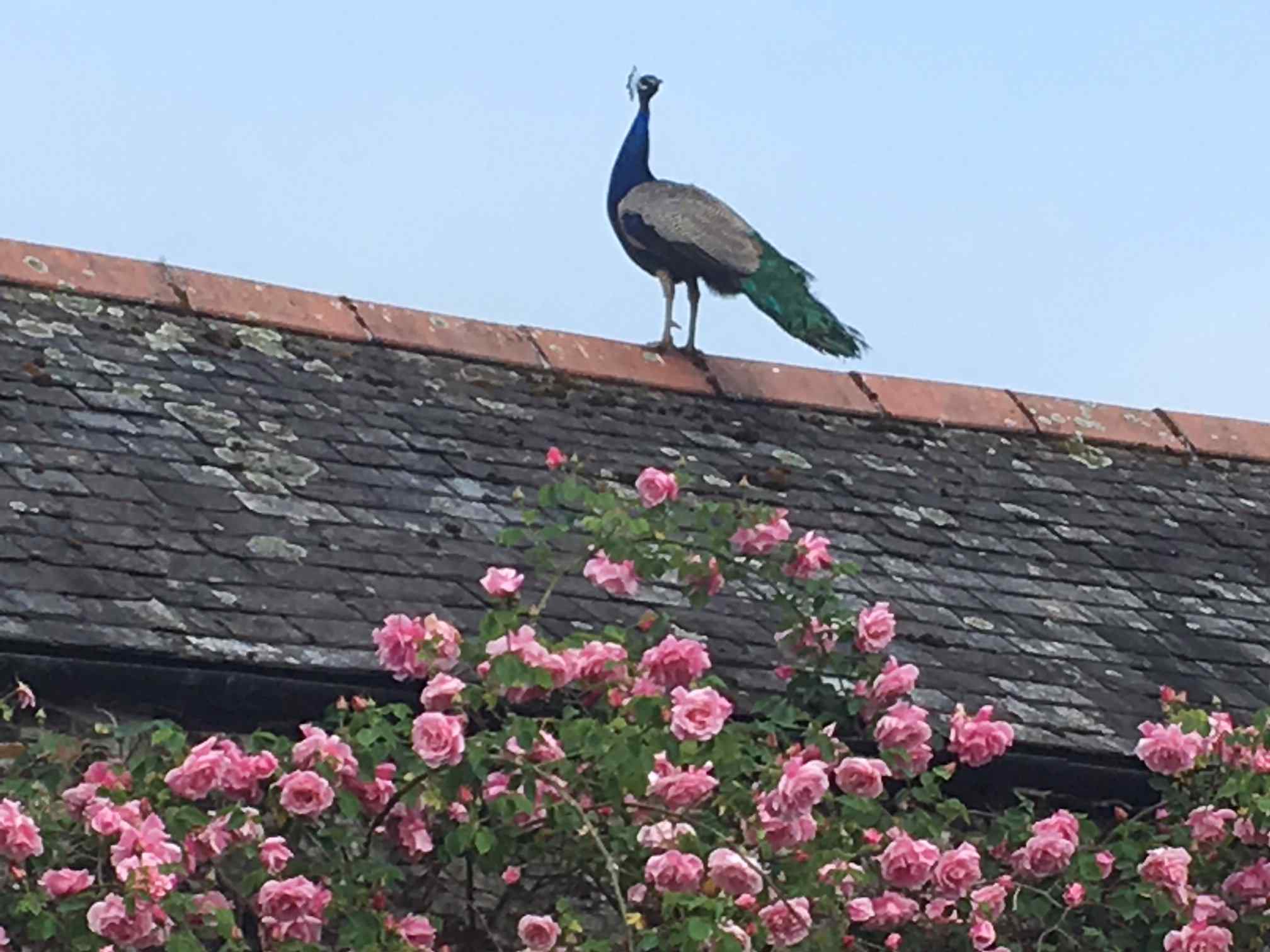 Peacock roosting on the roof