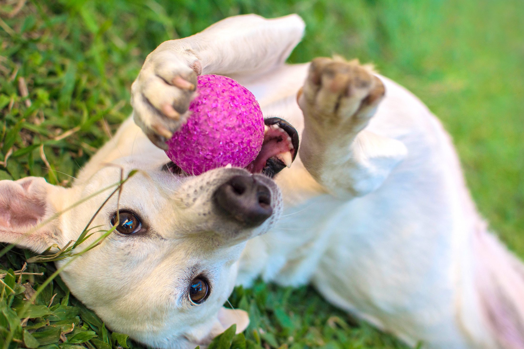 White,Dog,Playing,With,Ball,In,The,Grass