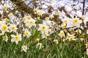 Daffodils galore