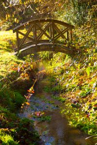 Bridge into Woods