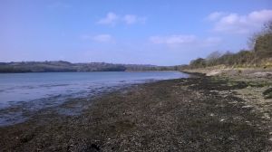 Tamar River beach