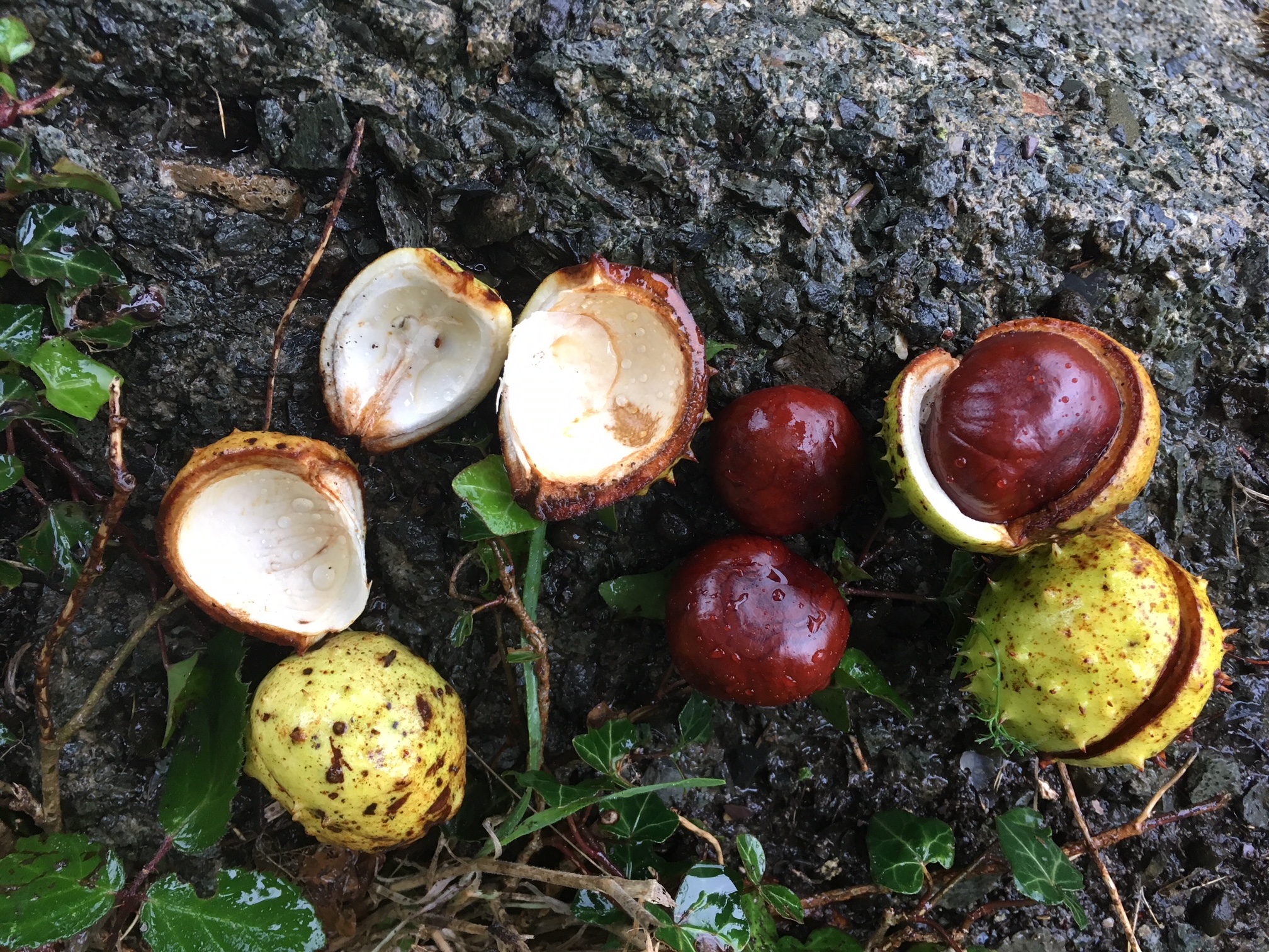 Children's Foraging Adventure