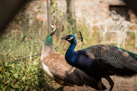 Peacocks