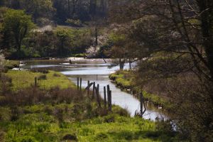 Lake on Salt Marsh