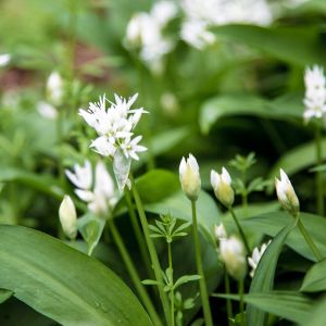 Wild Garlic in Woods