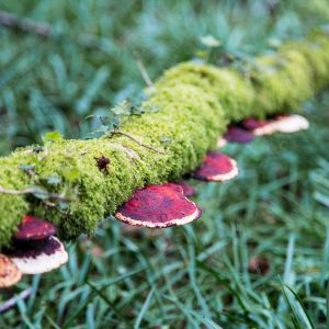 Stunning Fungi in the woodland