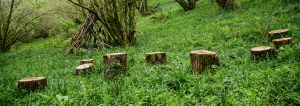 Log seats in the woods