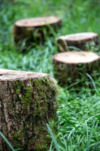 Picnic log circle in the woods