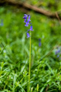 Bluebells in the woods during April / May