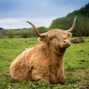 Our Highland Cattle