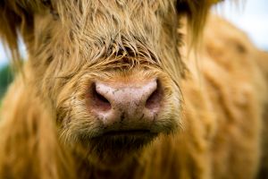 Shaggy Highland Cattle graze the Salt Marsh