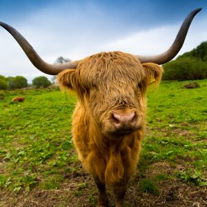 A welcome from one of the Highland Cows