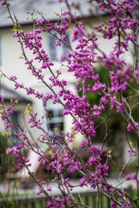 Judas tree flowering in April