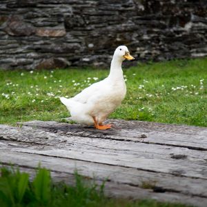 One of the resident ducks