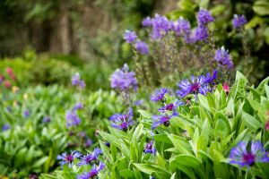 Cornflowers blooming in April