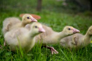 Young geese with food in sight!