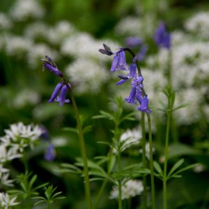 Bluebells and Wild Garlic in the woodland