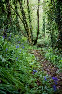 Woodland bluebells in late Spring