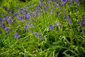 Woodland bluebells in late Spring