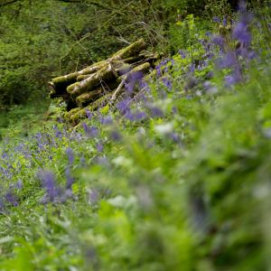 Bluebells in late Spring
