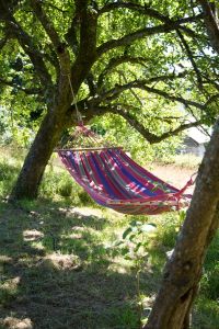 Hammock in orchard