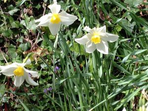 Daffodils & Violets