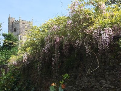 Wisteria in bloom along the drive