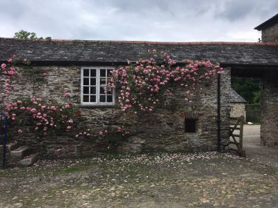 Roses in cobbled courtyard