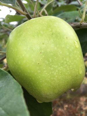 Green apples!