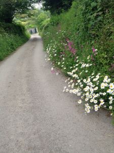 Lane To Lower Marsh Farm