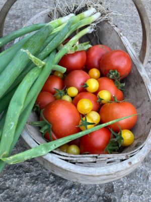 Onions And Toms