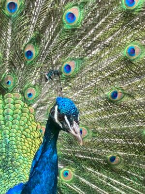 Peacock Close Up 