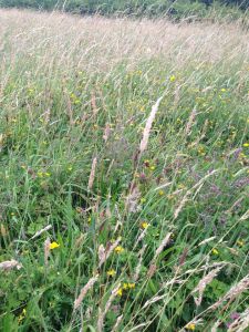 Summertime In Fields