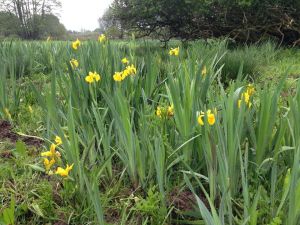 Yellow Flags On Marsh