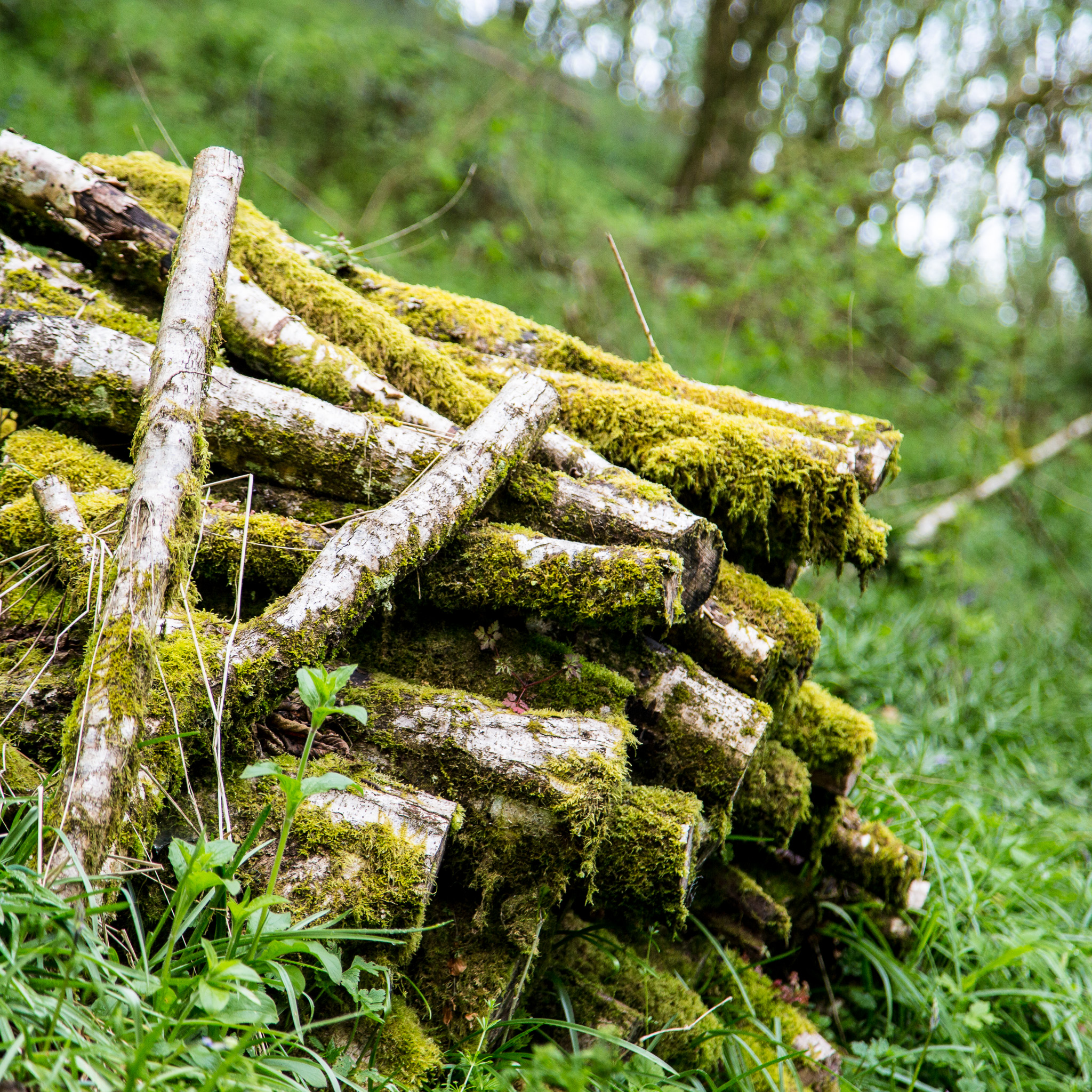 eco-friendly Eco firelighters