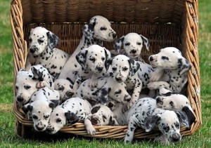 Buy Dalmatian puppies online