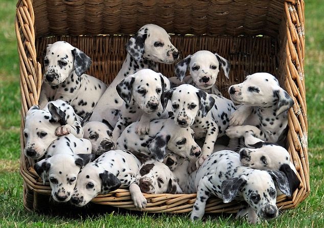 where does 101 dalmatians take place