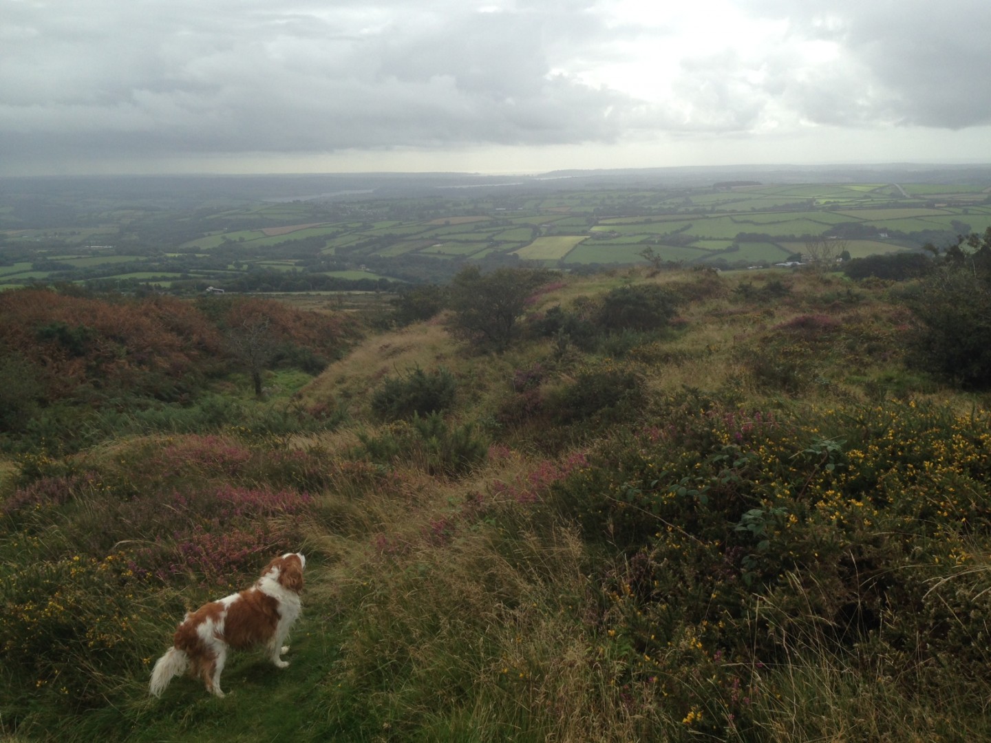 Kit Hill is a great local walk for all ages Lower Marsh Farm