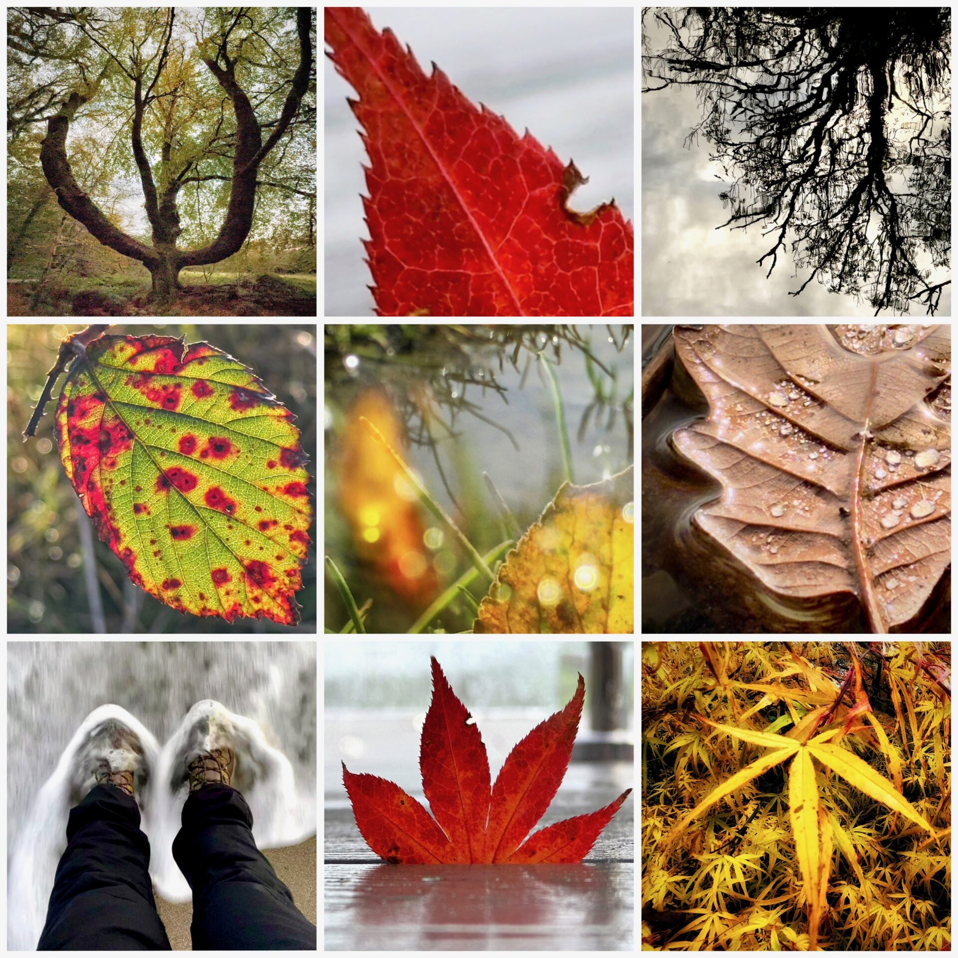Debbie Geraghty - Pocketful of Calm, mindful photography experiences - Autumn