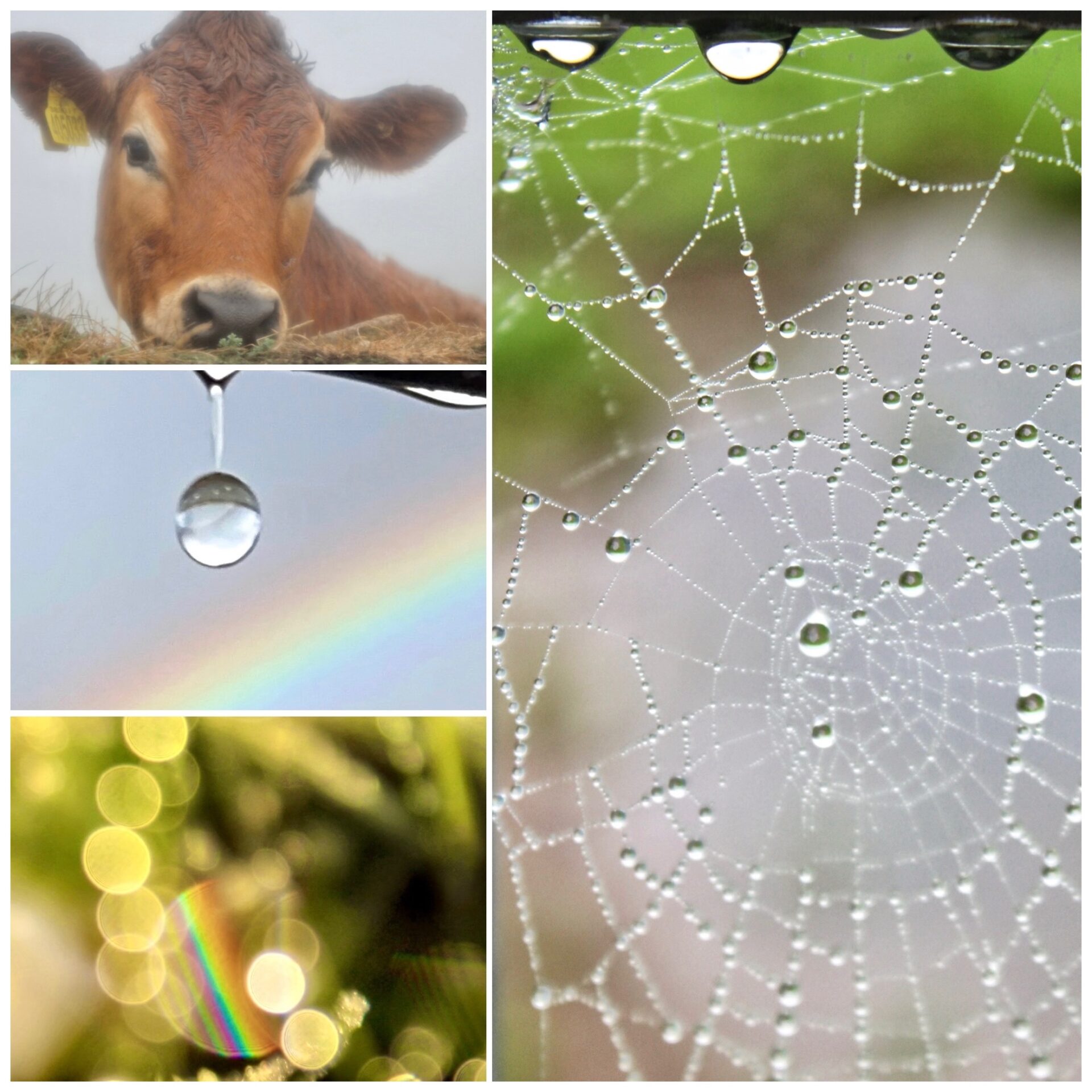 Debbie Geraghty - Pocketful of Calm, mindful photography experiences - cows and sparkle